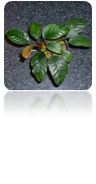 Anubia coffefolia